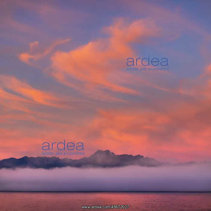 : USA, Washington State, Seabeck. Fog layer at sunrise on Hood : USA, Washington State, Seabeck. Fog layer at sunrise on Hood