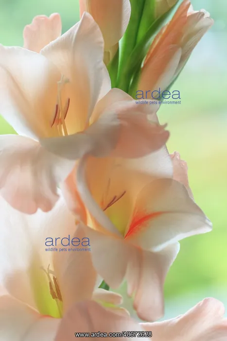 : USA, Washington State, Seabeck. Close-up of white gladiola : USA, Washington State, Seabeck. Close-up of white gladiola