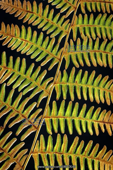 : USA, Washington State, Seabeck. Bracken fern detail. ic Don : USA, Washington State, Seabeck. Bracken fern detail. ic Don