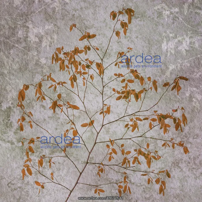: USA, Washington State, Seabeck. Red huckleberry branch. ic D : USA, Washington State, Seabeck. Red huckleberry branch. ic D