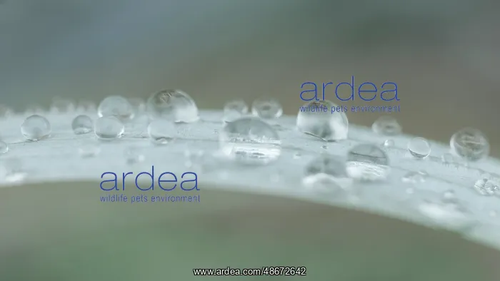 : USA, Washington State, Seabeck. Raindrops on beach grass : USA, Washington State, Seabeck. Raindrops on beach grass