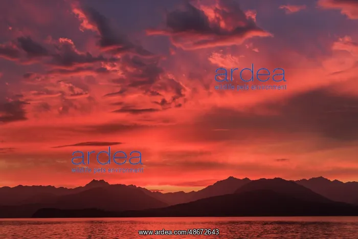 : USA, Washington State, Seabeck. Vivid sunset over Hood Canal : USA, Washington State, Seabeck. Vivid sunset over Hood Canal