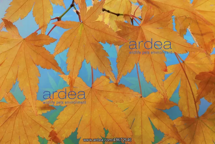 : USA, Washington State, Seabeck. Japanese maple leaves in : USA, Washington State, Seabeck. Japanese maple leaves in