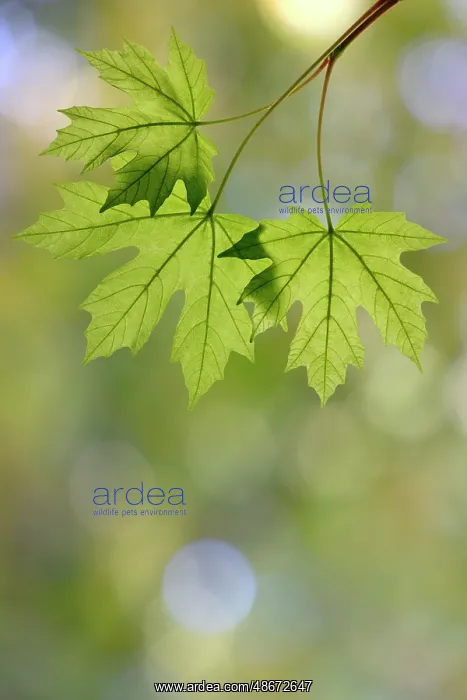 : USA, Washington State, Seabeck. Close-up of bigleaf maple : USA, Washington State, Seabeck. Close-up of bigleaf maple