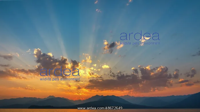 : USA, Washington State, Seabeck. Vivid sunset over Hood Canal : USA, Washington State, Seabeck. Vivid sunset over Hood Canal