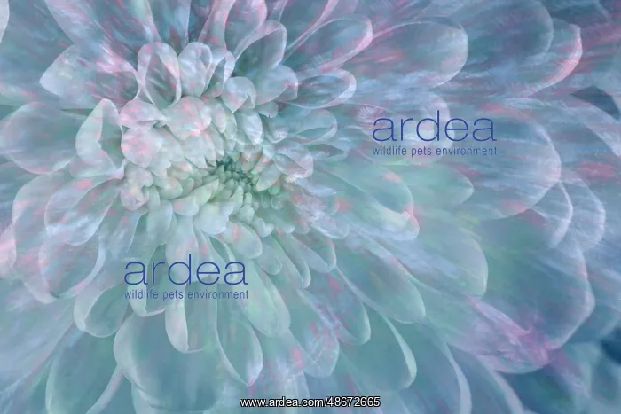 : USA, Washington State, Seabeck. Close-up of white dahlia : USA, Washington State, Seabeck. Close-up of white dahlia
