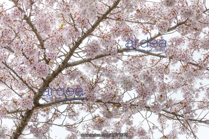 : USA, Washington State, Seabeck. Cherry tree in bloom. ic Don : USA, Washington State, Seabeck. Cherry tree in bloom. ic Don