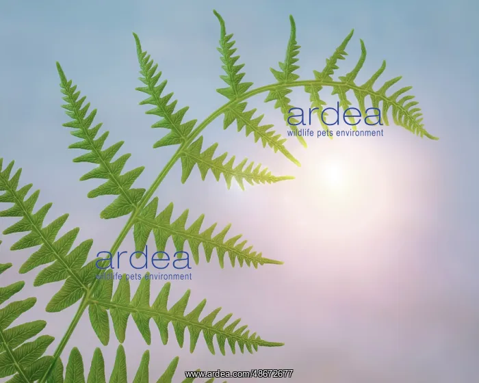: USA, Washington State, Seabeck. Close-up of bracken fern : USA, Washington State, Seabeck. Close-up of bracken fern