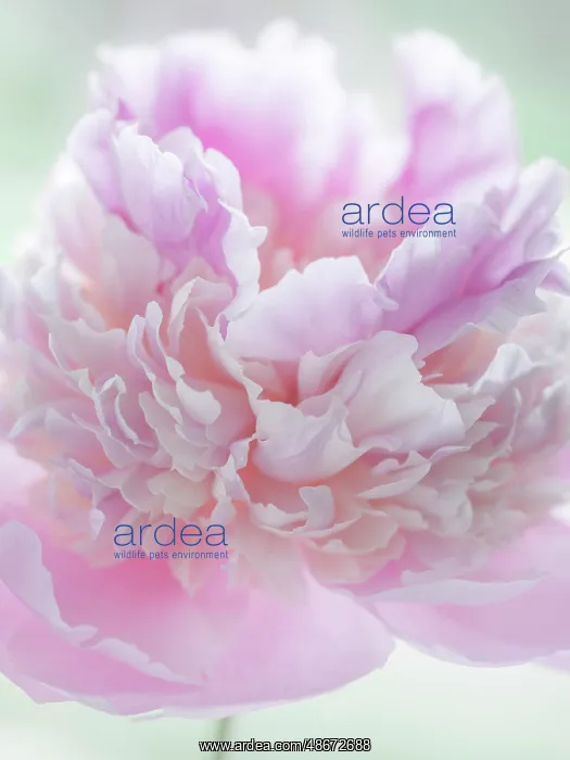 : USA, Washington State, Seabeck. Pink peony blossom close-up : USA, Washington State, Seabeck. Pink peony blossom close-up