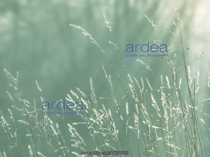 : USA, Washington State, Seabeck. Close-up of grass seedheads : USA, Washington State, Seabeck. Close-up of grass seedheads