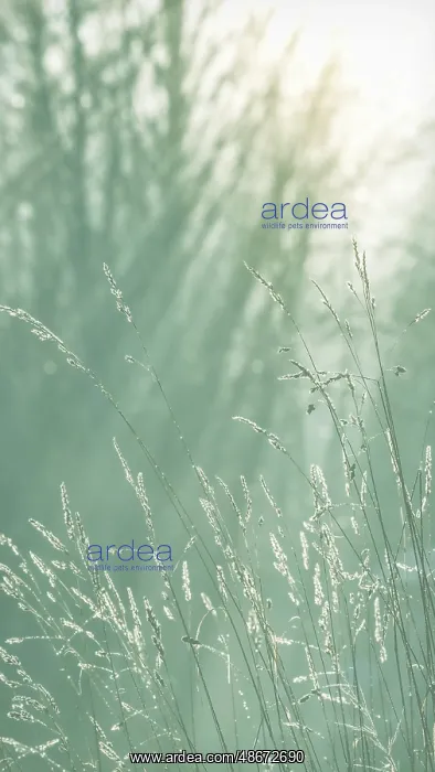 : USA, Washington State, Seabeck. Close-up of grass seedheads : USA, Washington State, Seabeck. Close-up of grass seedheads