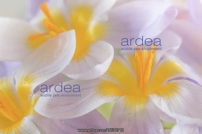 : USA, Washington State, Seabeck. Close-up of crocus blooms : USA, Washington State, Seabeck. Close-up of crocus blooms