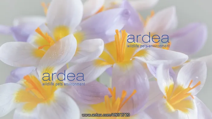 : USA, Washington State, Seabeck. Close-up of crocus blooms : USA, Washington State, Seabeck. Close-up of crocus blooms
