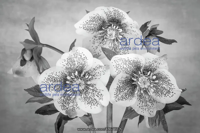: USA, Washington State, Seabeck. Black and white close-up of : USA, Washington State, Seabeck. Black and white close-up of