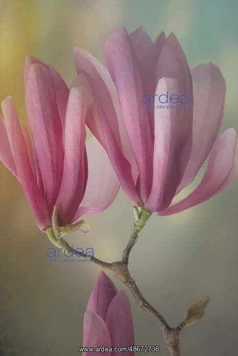 : USA, Washington State, Seabeck. Close-up of tulip magnolia : USA, Washington State, Seabeck. Close-up of tulip magnolia