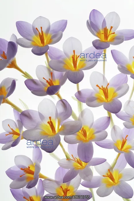 : USA, Washington State, Seabeck. Close-up of crocus blooms : USA, Washington State, Seabeck. Close-up of crocus blooms