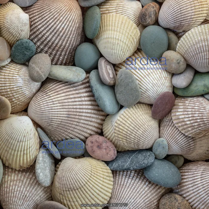: USA, Washington State, Seabeck. Close-up of cockle shells : USA, Washington State, Seabeck. Close-up of cockle shells