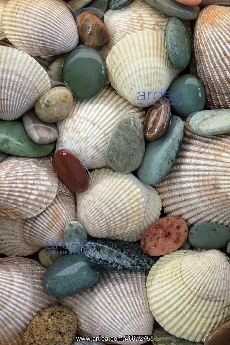 : USA, Washington State, Seabeck. Close-up of cockle shells : USA, Washington State, Seabeck. Close-up of cockle shells