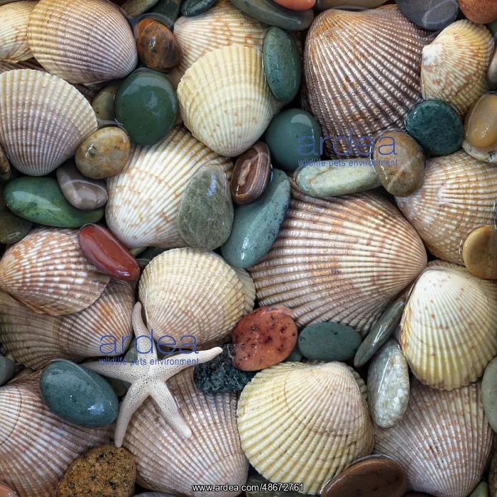 : USA, Washington State, Seabeck. Close-up of cockle shells : USA, Washington State, Seabeck. Close-up of cockle shells