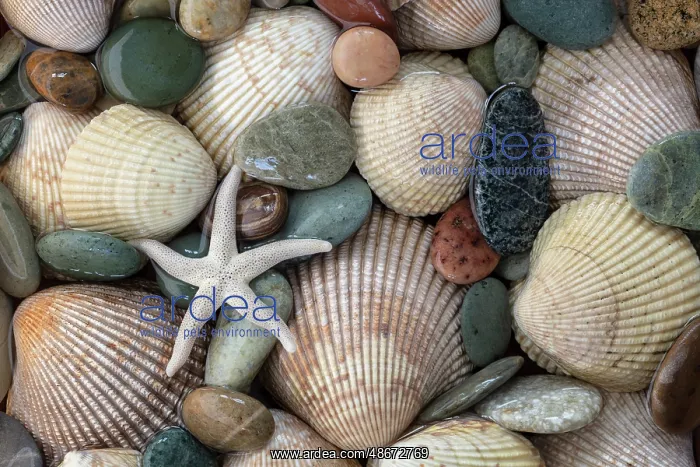 : USA, Washington State, Seabeck. Close-up of cockle shells : USA, Washington State, Seabeck. Close-up of cockle shells