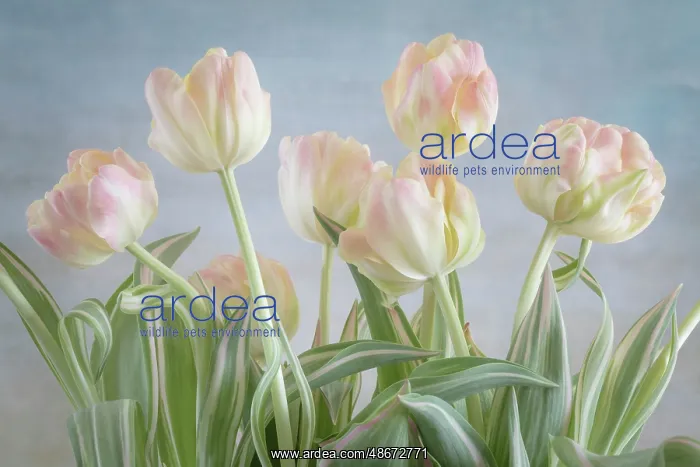 : USA, Washington State, Seabeck. Close-up of tulip flowers : USA, Washington State, Seabeck. Close-up of tulip flowers