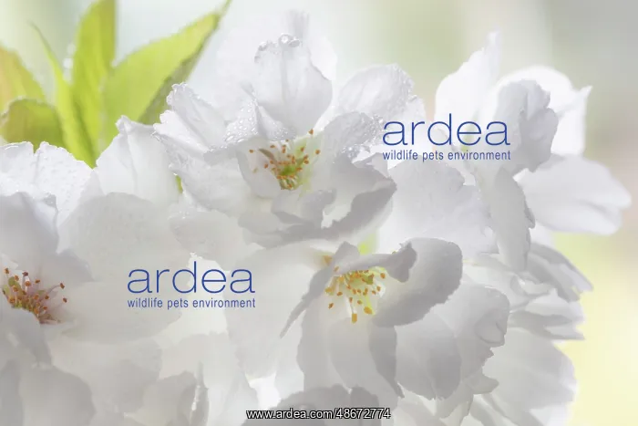 : USA, Washington State, Seabeck. Fuji cherry blossoms : USA, Washington State, Seabeck. Fuji cherry blossoms