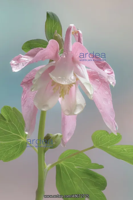 : USA, Washington State, Seabeck. Dew-covered columbine flower : USA, Washington State, Seabeck. Dew-covered columbine flower