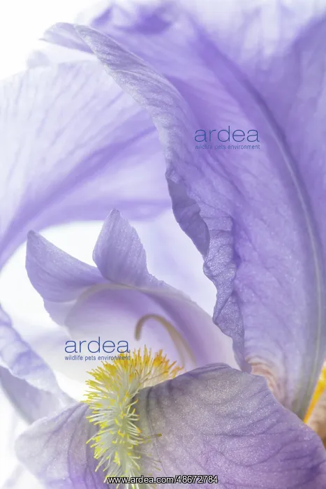 : USA, Washington State, Seabeck. Close-up of purple iris : USA, Washington State, Seabeck. Close-up of purple iris