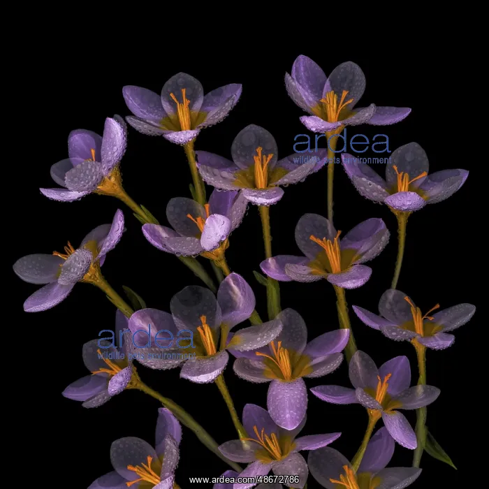 : USA, Washington State, Seabeck. Close-up of crocus blooms : USA, Washington State, Seabeck. Close-up of crocus blooms