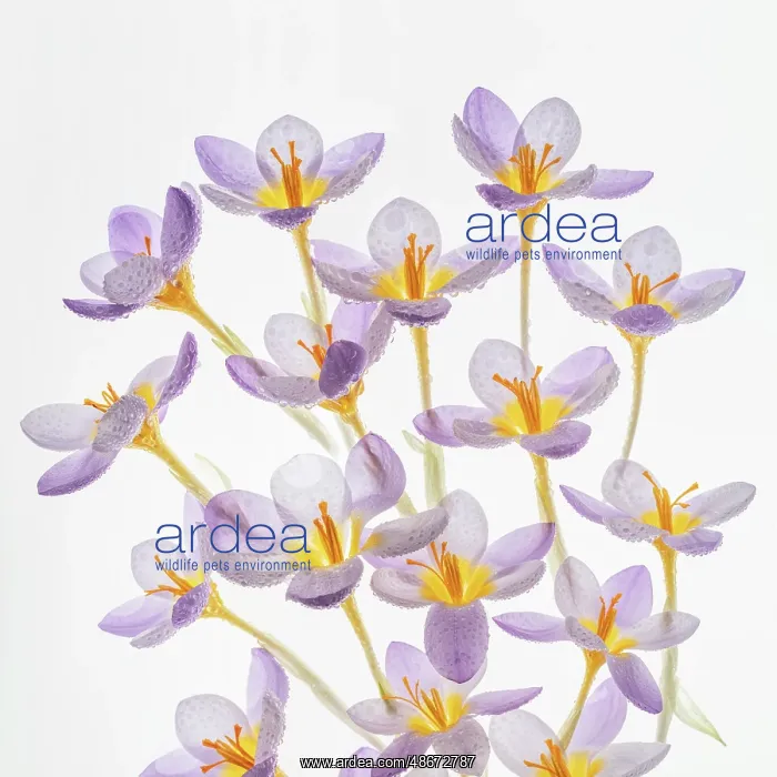 : USA, Washington State, Seabeck. Close-up of crocus blooms : USA, Washington State, Seabeck. Close-up of crocus blooms