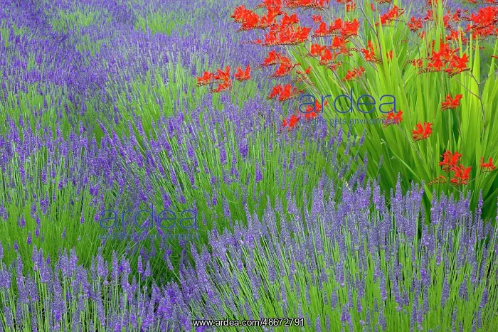: USA, Washington State, Seabeck. Lavender garden. ic Don : USA, Washington State, Seabeck. Lavender garden. ic Don