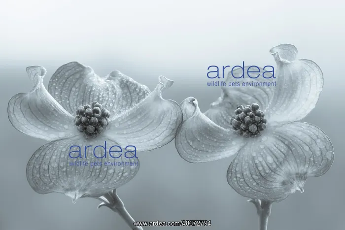 : USA, Washington State, Seabeck. Dogwood blossoms. ic Don : USA, Washington State, Seabeck. Dogwood blossoms. ic Don