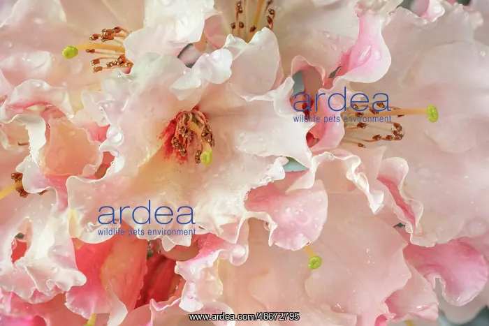 : USA, Washington State, Seabeck. Rhododendron blossoms in the : USA, Washington State, Seabeck. Rhododendron blossoms in the