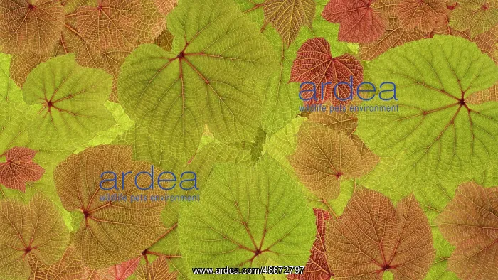 : USA, Washington State, Seabeck. Grape leaves close-up. ic Do : USA, Washington State, Seabeck. Grape leaves close-up. ic Do