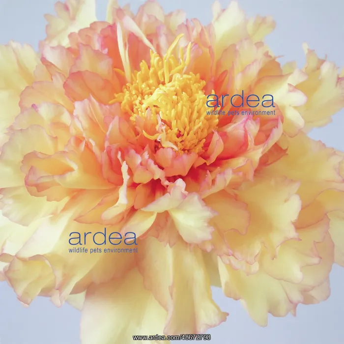 : USA, Washington State, Seabeck. Tree peony blossom close-up : USA, Washington State, Seabeck. Tree peony blossom close-up