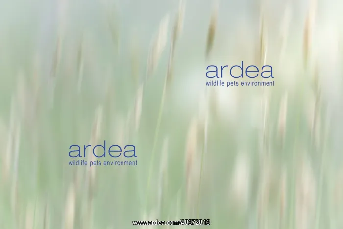 : USA, Washington State, Seabeck. Abstract of grass in summer : USA, Washington State, Seabeck. Abstract of grass in summer