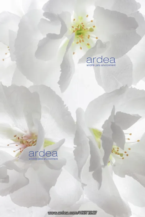 : USA, Washington State, Seabeck. Fuji cherry blossoms : USA, Washington State, Seabeck. Fuji cherry blossoms