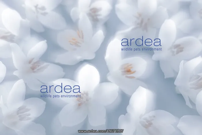 : USA, Washington State, Seabeck. Japanese snowbell blossoms : USA, Washington State, Seabeck. Japanese snowbell blossoms