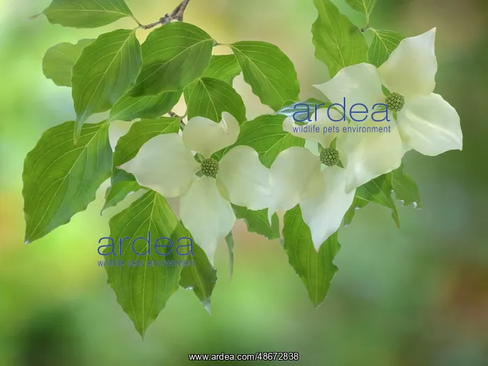 : USA, Washington State, Seabeck. Kousa dogwood foliage and : USA, Washington State, Seabeck. Kousa dogwood foliage and