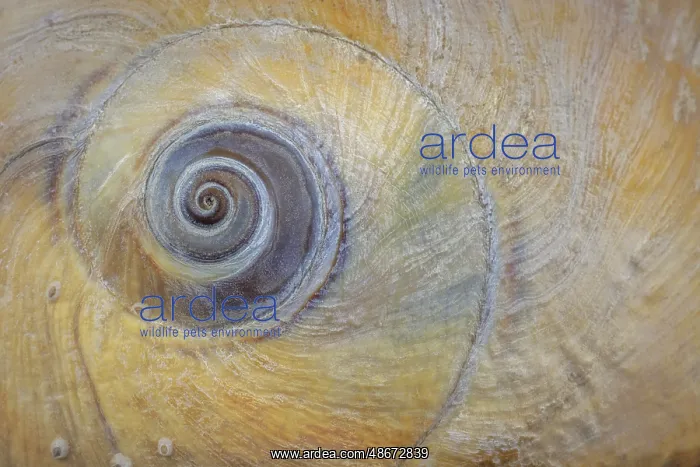 : USA, Washington State, Seabeck. Moon snail shell close-up : USA, Washington State, Seabeck. Moon snail shell close-up