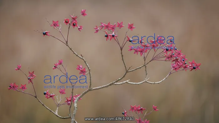 : USA, Washington State, Seabeck. Harlequin glorybower : USA, Washington State, Seabeck. Harlequin glorybower