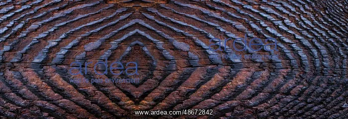: USA, Washington State, Seabeck. Panoramic of grain pattern : USA, Washington State, Seabeck. Panoramic of grain pattern