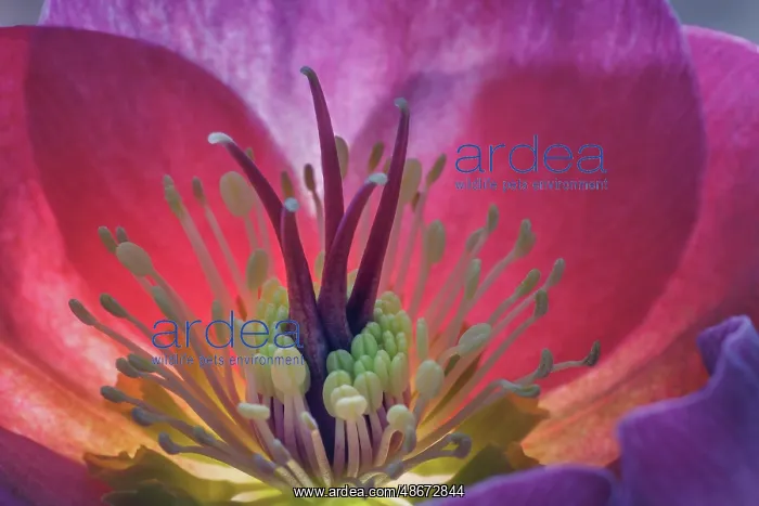 : USA, Washington State, Seabeck. Purple hellebore flower : USA, Washington State, Seabeck. Purple hellebore flower