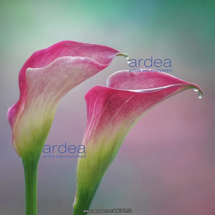 : USA, Washington State, Seabeck. Close-up of calla lilies : USA, Washington State, Seabeck. Close-up of calla lilies