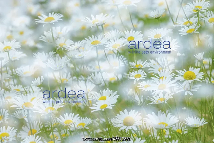 : USA, Washington State, Seabeck. Multiple exposure of daisy : USA, Washington State, Seabeck. Multiple exposure of daisy