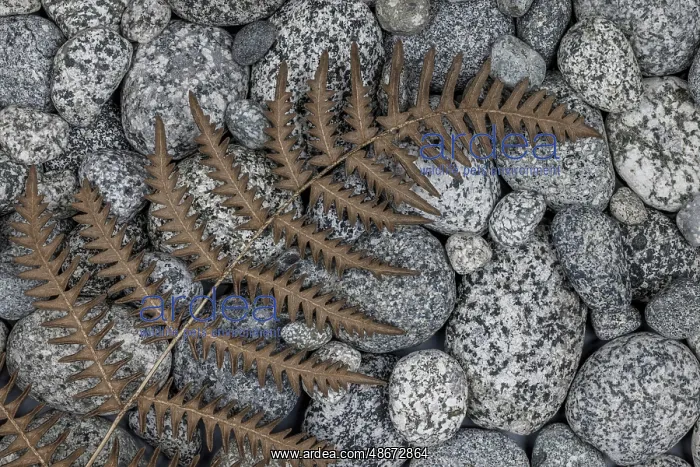 : USA, Washington State, Seabeck. Dried bracken fern on beach : USA, Washington State, Seabeck. Dried bracken fern on beach