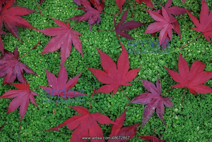 : USA, Washington State, Seabeck. Fallen red Japanese maple : USA, Washington State, Seabeck. Fallen red Japanese maple