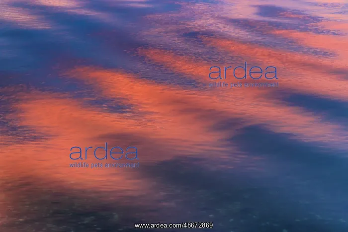 : USA, Washington State, Seabeck. Sunset reflections on Hood : USA, Washington State, Seabeck. Sunset reflections on Hood