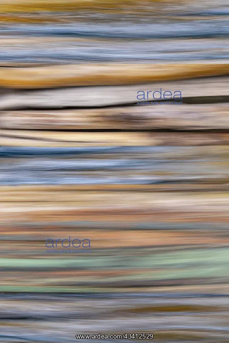 : USA, Washington State, Seabeck. Abstract of tree : USA, Washington State, Seabeck. Abstract of tree