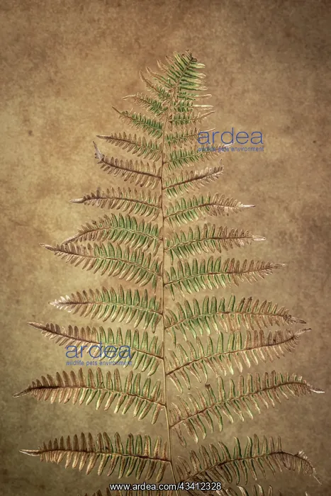 : USA, Washington State, Seabeck. Close-up of bracken : USA, Washington State, Seabeck. Close-up of bracken